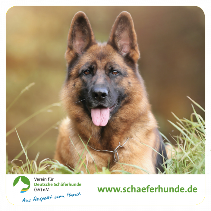 Aufkleber "Verein für Deutsche Schäferhunde (SV) e.V. - Motiv Kopfbild"