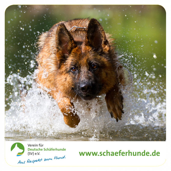 Aufkleber "Verein für Deutsche Schäferhunde (SV) e.V. - Motiv Wasser"