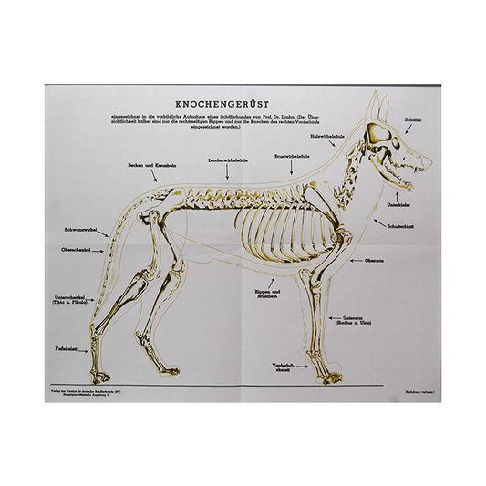 Wandtafel "Knochengerüst"